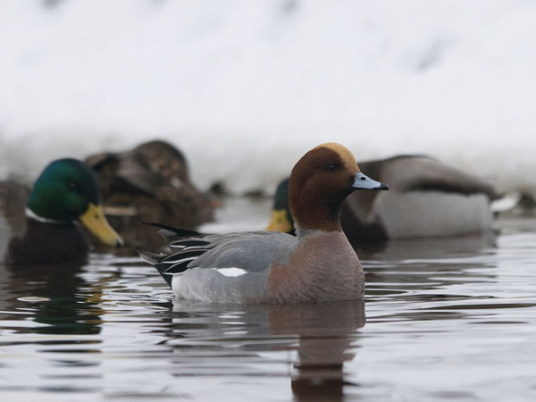 Haapana, Eurasian Wigeon, Anas penelope